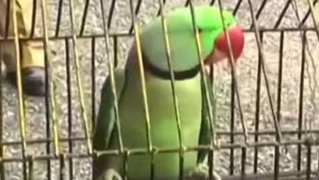 Insólito: Citan a declarar a un loro por insultar a una señora en India
