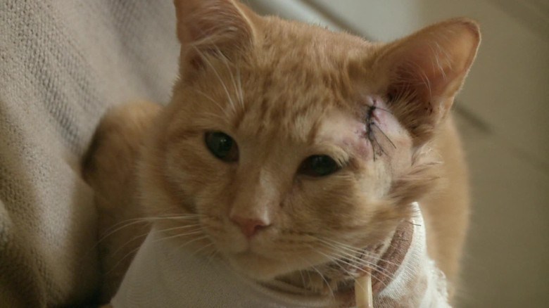 Un gato ‘heroico’ recibe balazo y salva a un niño