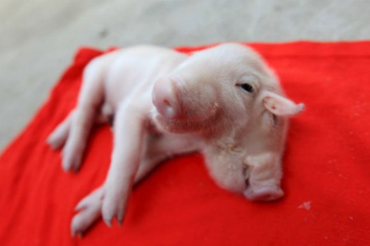 ¿Qué ocurre en el mundo? Nace cerdito con dos cabezas y tres orejas en China