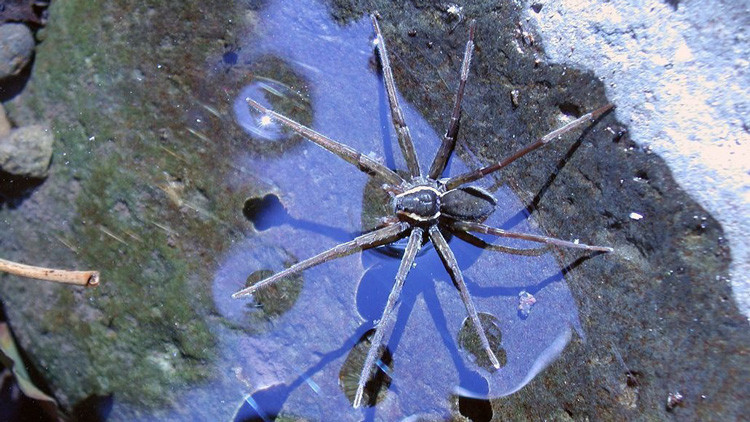 Hallan extraoridinaria araña que se alimenta de sapos gigantes