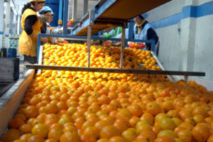 citrico