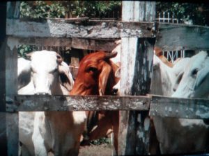 Ganado de raza hay en finca Lima Corral. ¿ Para d{onde lo llevan?.