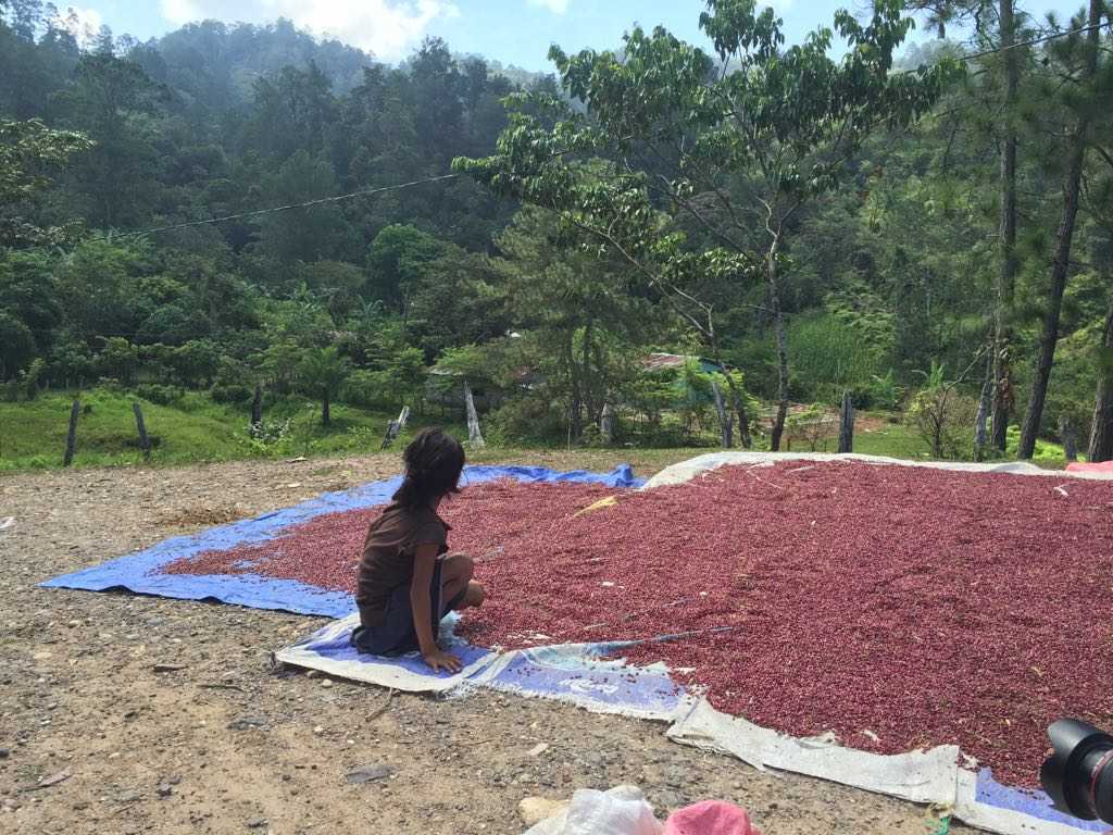 Muchos niños están trabajando en actividades agrícolas luego que los centros educativos que financiaba la empresa fueron cancelados