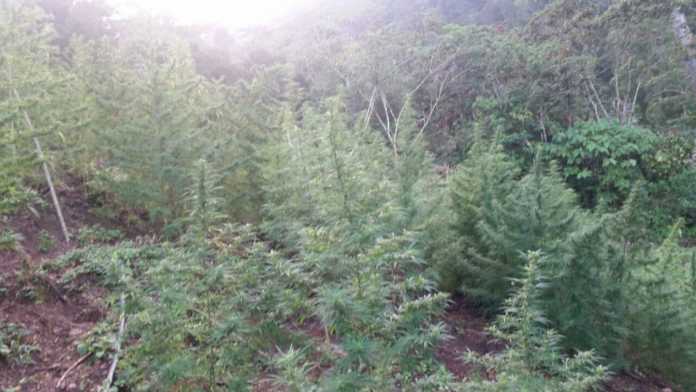 marihuana marihuana