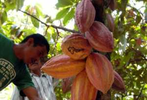 El cacao de Honduras es el mejor de Centro América