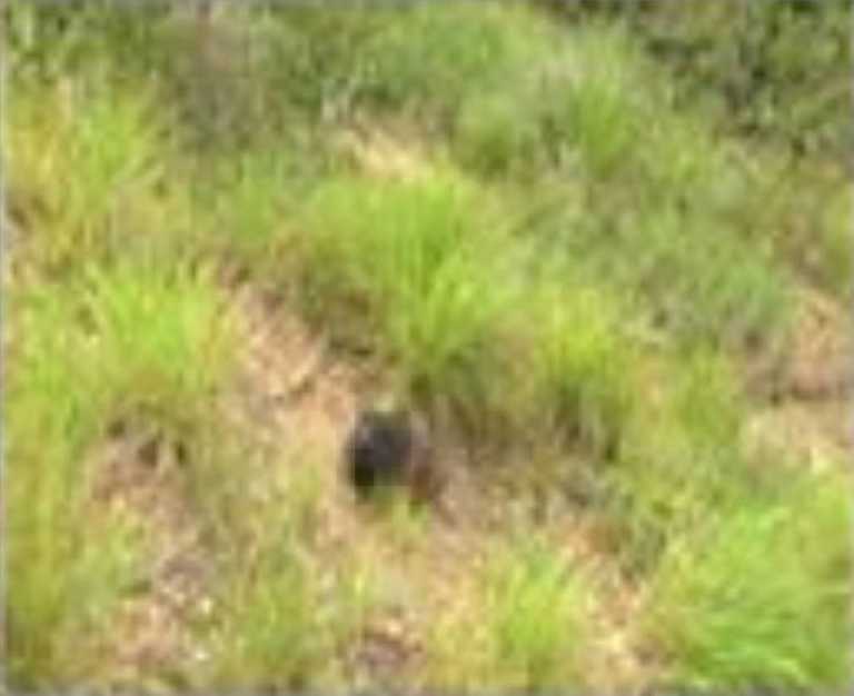 Un perro cargaba cabeza de una persona en la colonia Los Pinos