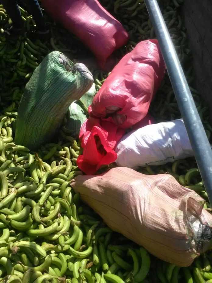 camioneros que transportaban marihuana