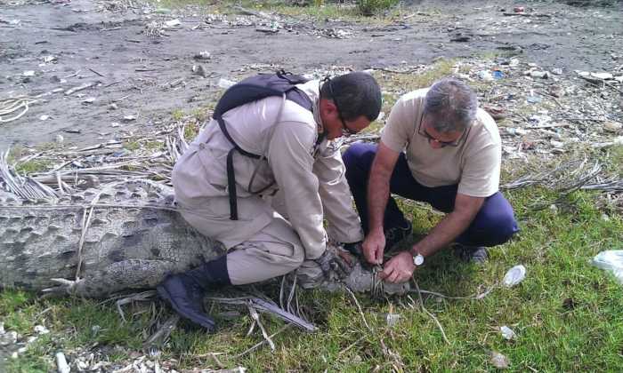 Cocodrilo en Omoa