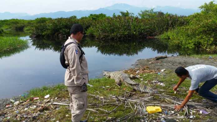 cocodrilos en Omoa