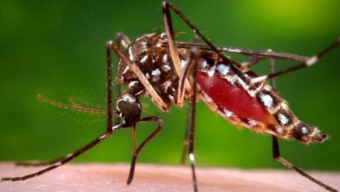 Virus del mayaro
