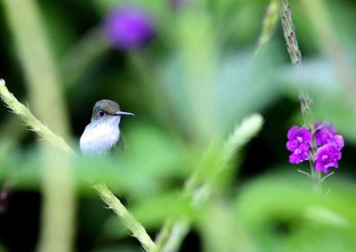 avistamiento de aves en Honduras