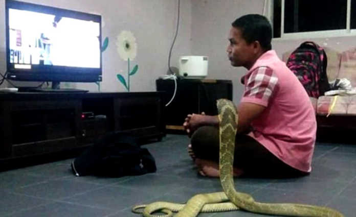 Un hombre se casó con una cobra