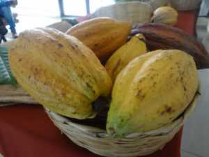 cacao hondureño