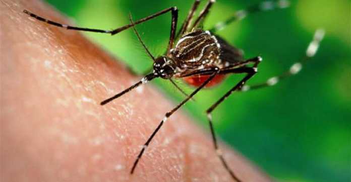 virus-zika-800x416-696x362