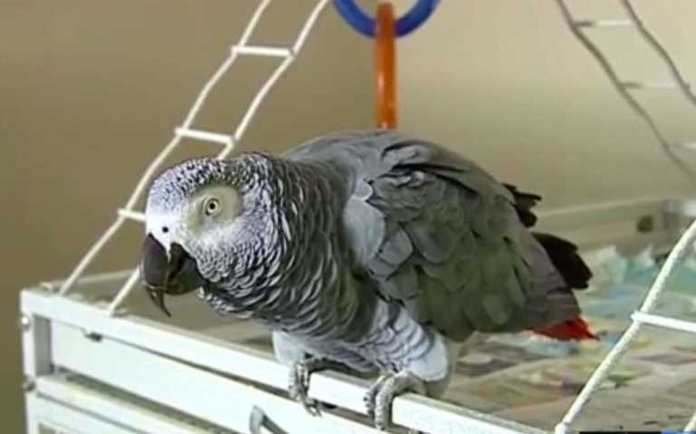 loro testigo de crimen en Michigan