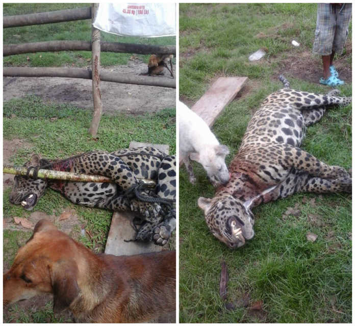 felino en Barra Patuca