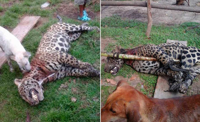 jaguar en Olancho