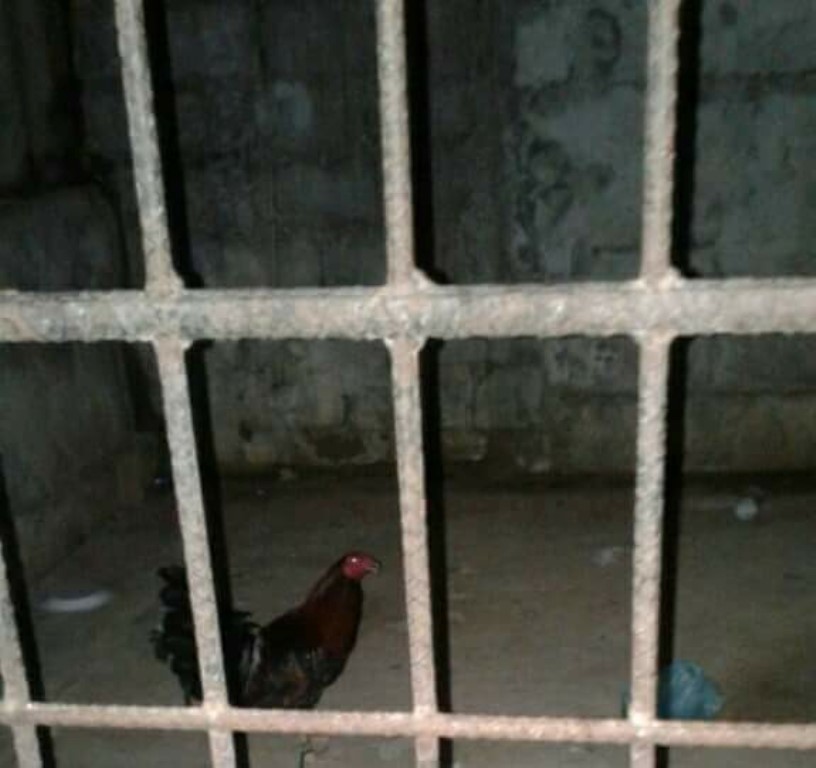El gallo