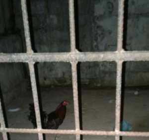 gallo