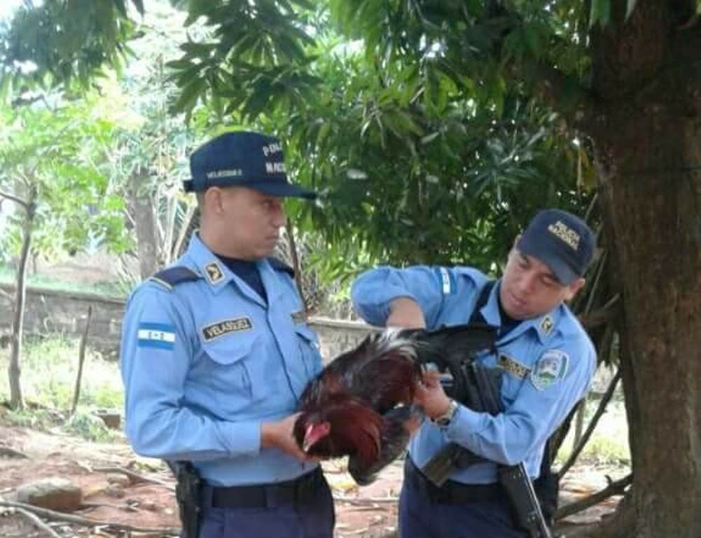 Pelea por un gallo