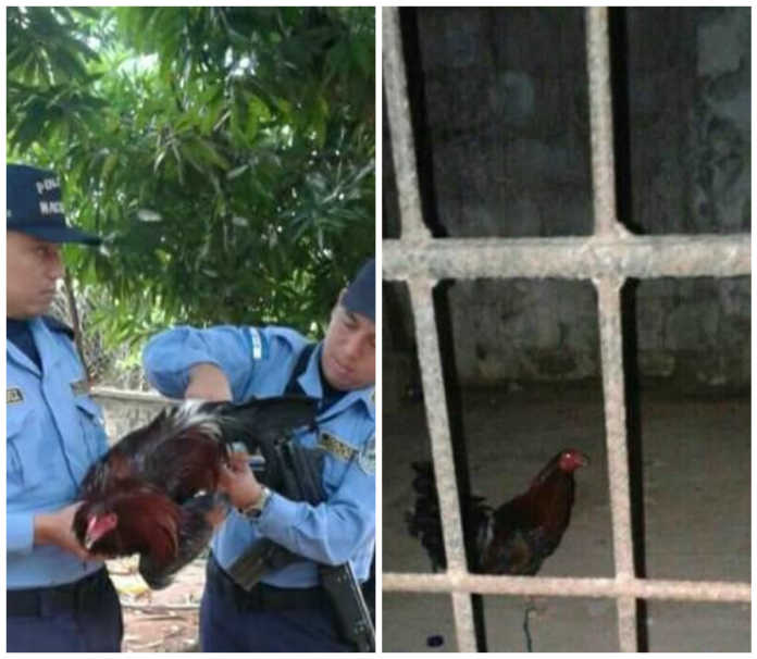 Liberan gallo
