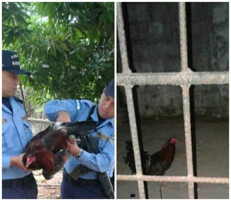 Liberan gallo