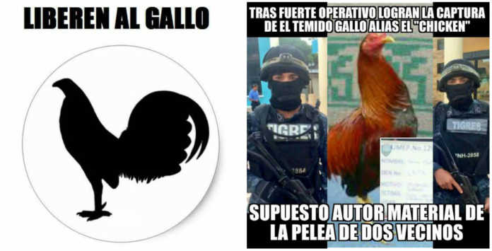 memes del gallo