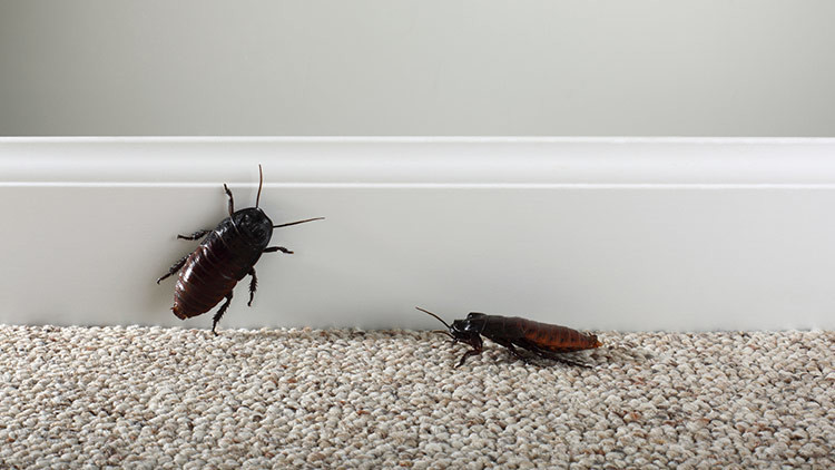 Sacan una cucaracha