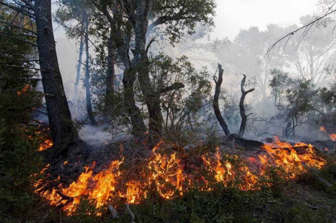 bosque quemado