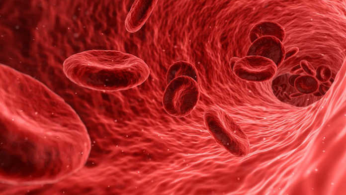 pulmones pulmones