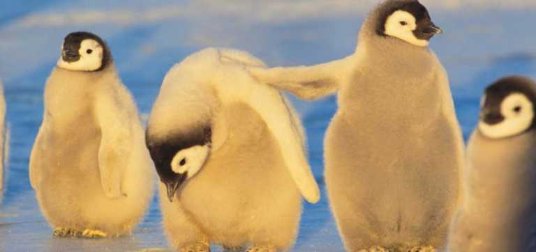 Día mundial del pingüino: amenazados por el cambio climático