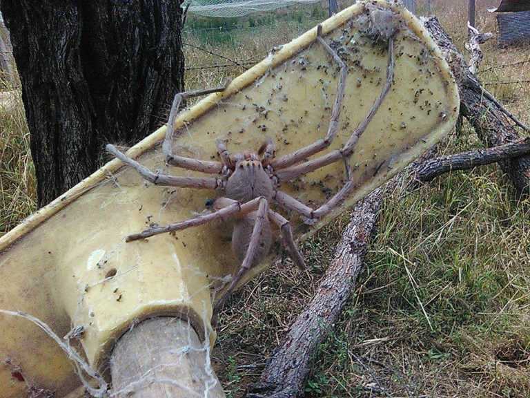 Encuentran a «la madre de todas las arañas»: Come lagartijas y no usa tela para cazar