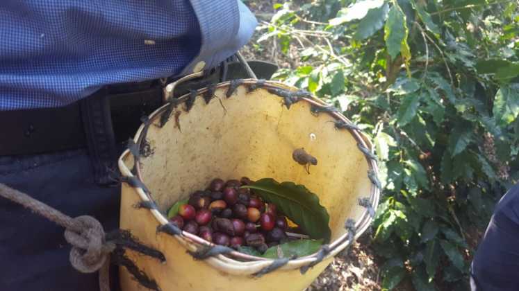 café de Honduras