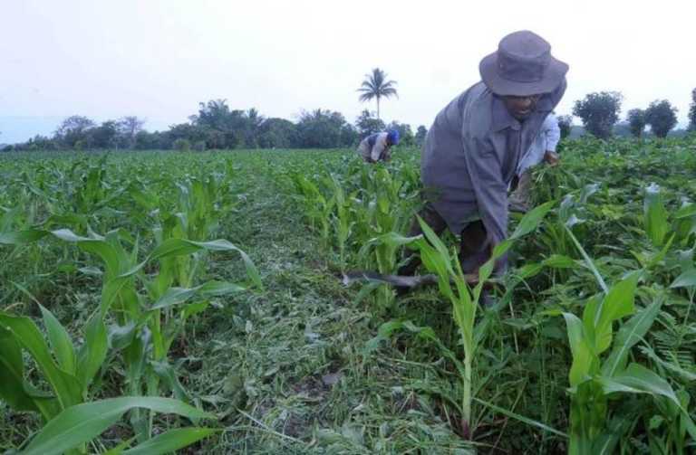 productores en Honduras