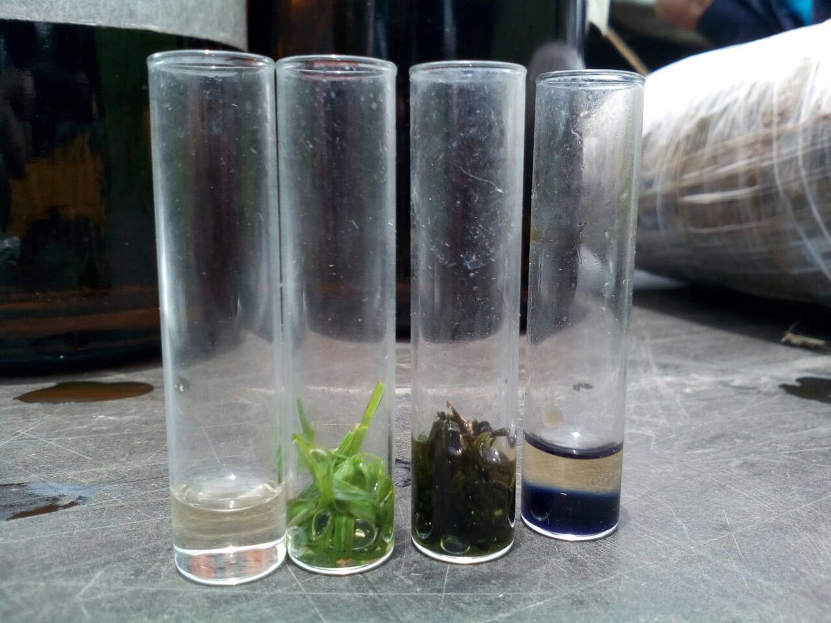 Pequeña muestra de la marihuana antes de ser incinerada