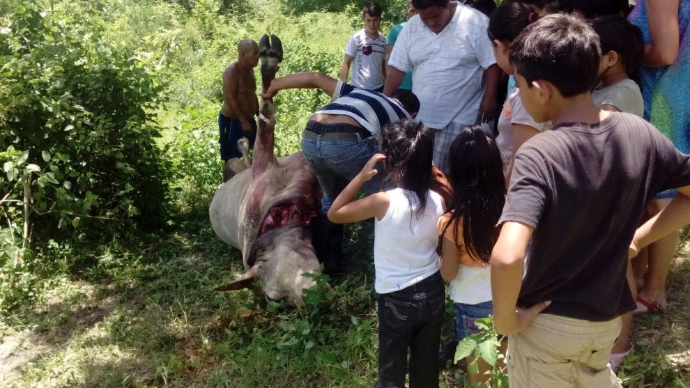 toro atropellado
