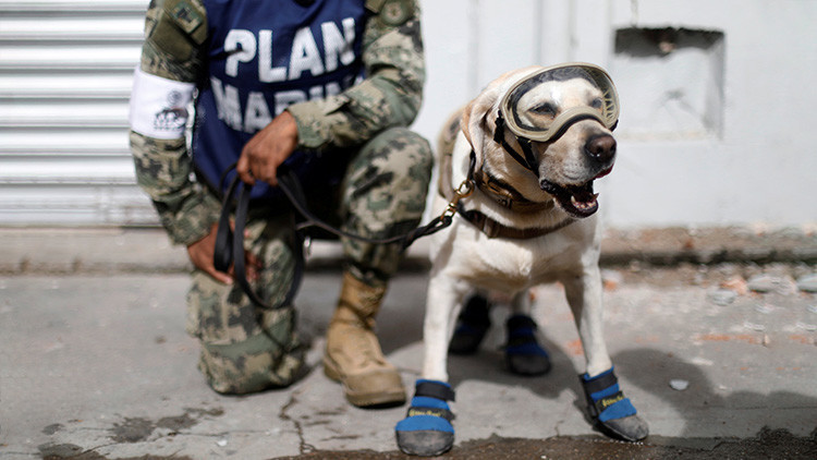 héroes caninos