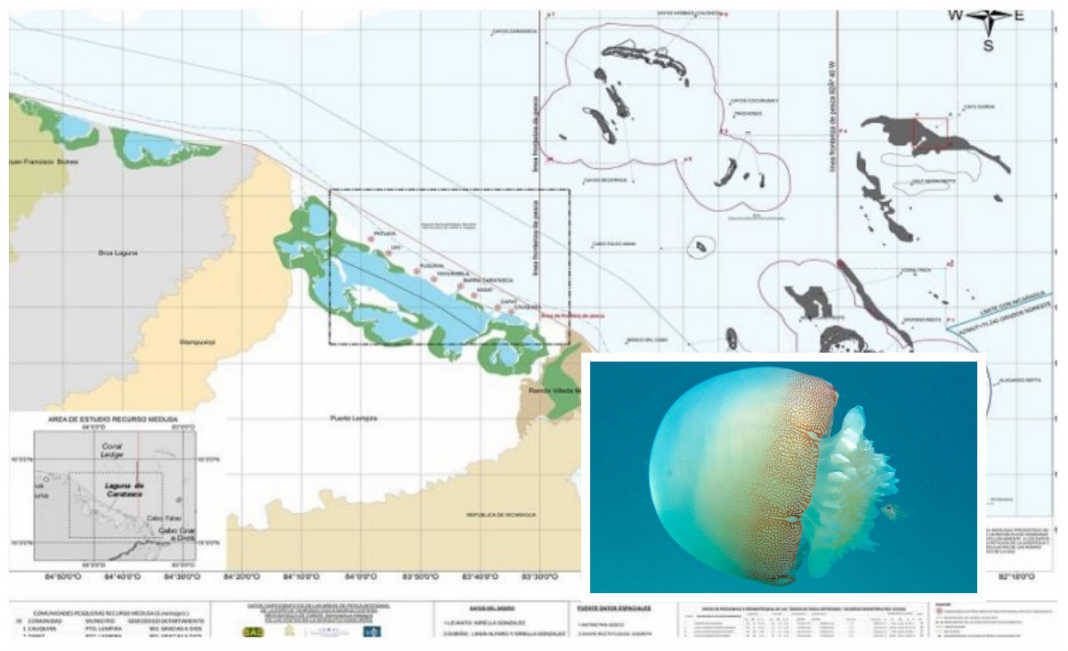 pesca de medusas en el caribe hondureño