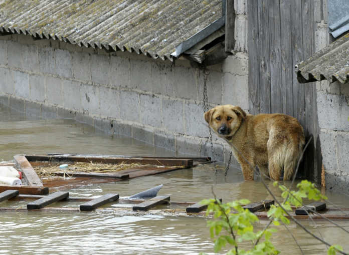 proteger a los animales