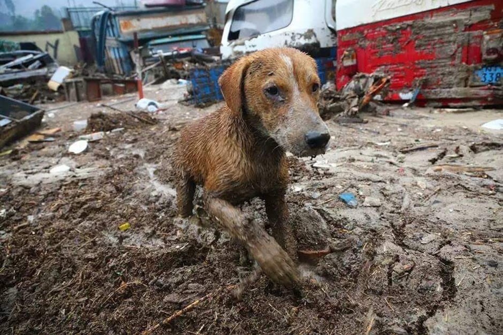 perro-inundacion