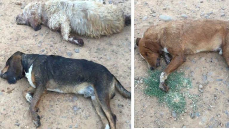 más de 40 perros envenenados