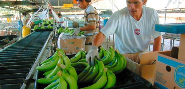 Fincas bananeras pierden alrededor de 40 millones de lempiras por huelga