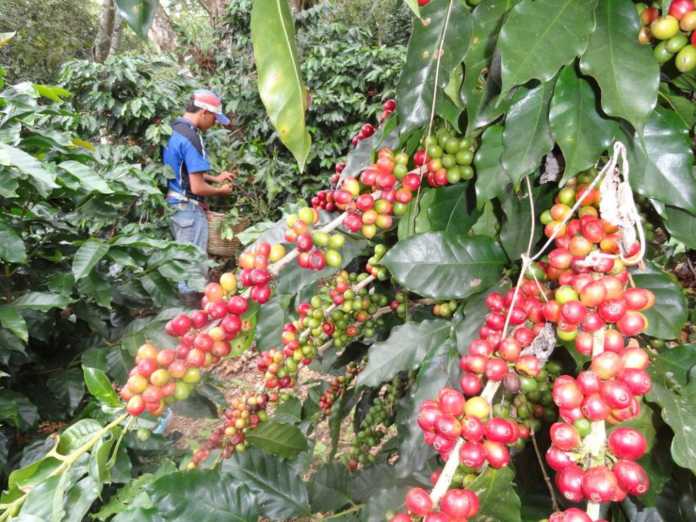 Café hondureño