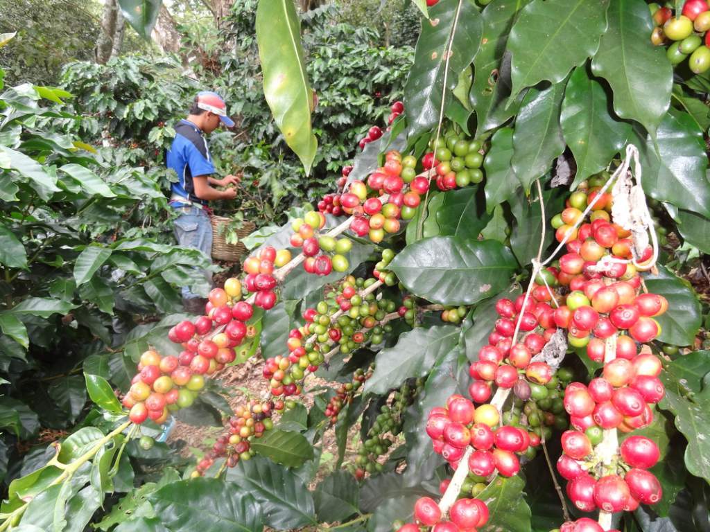 café hondureño