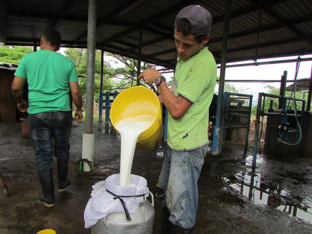 importación de leche en polvo