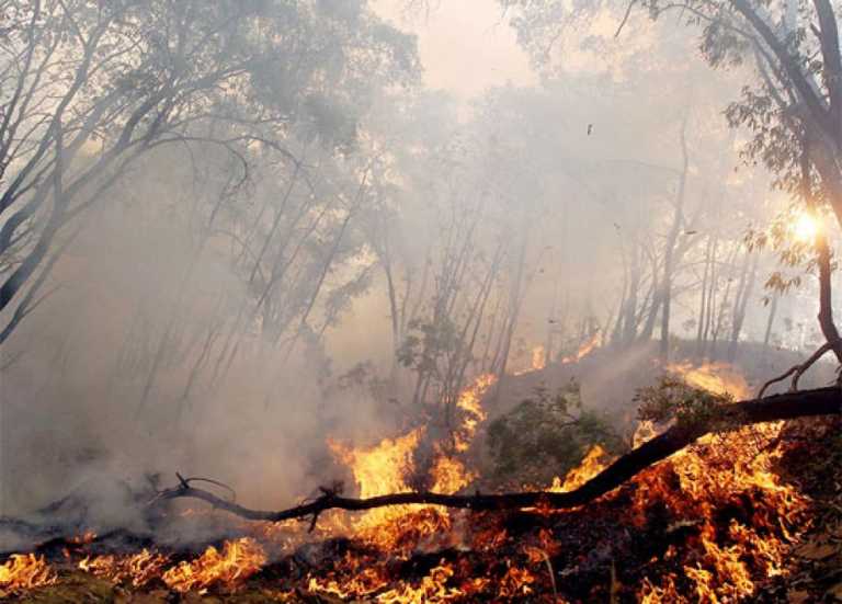 Incendios forestales