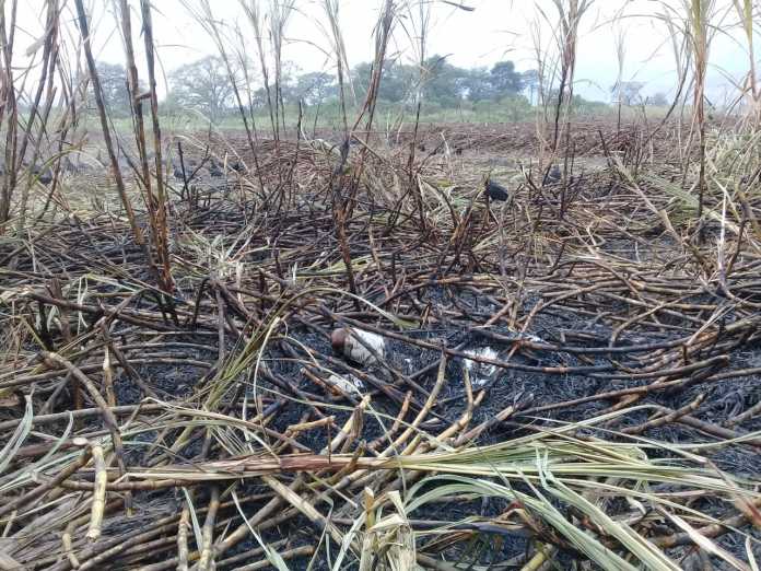 Muerto en cañeras en Villanueva