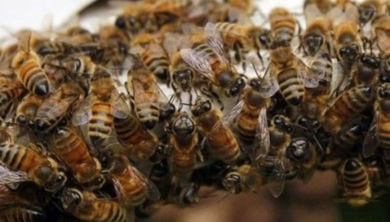 enjambre de abejas