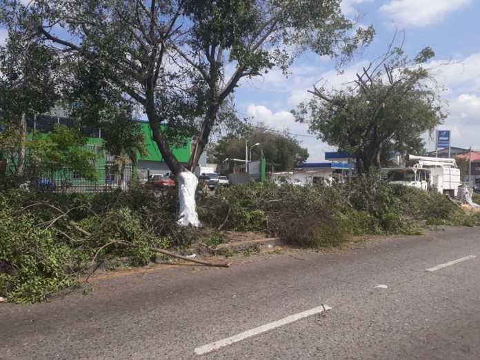 árboles en el Bulevar del Este