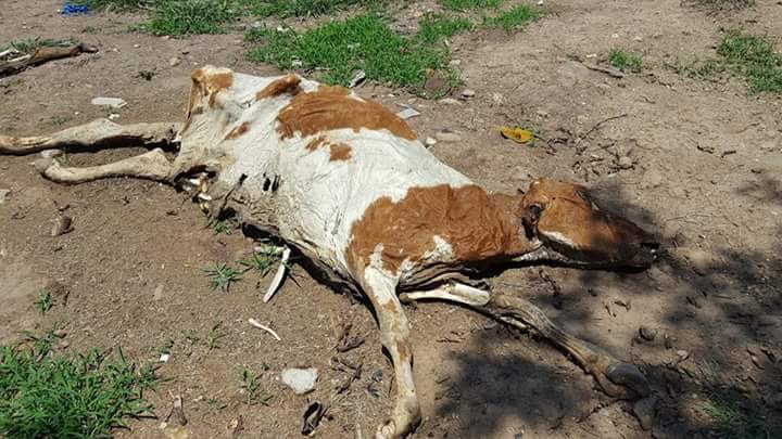 Vacas de OABI